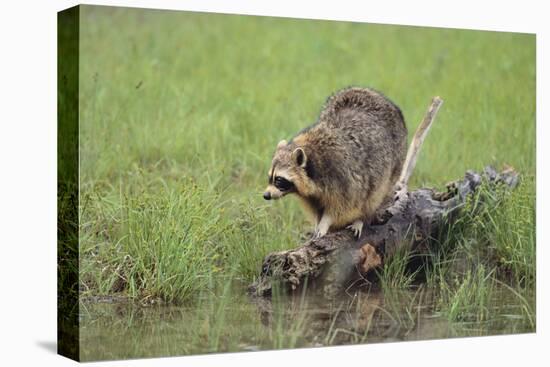 Raccoon-DLILLC-Premier Image Canvas