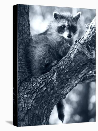 Raccoon-Gordon Semmens-Premier Image Canvas