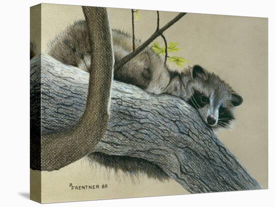 Raccoon-Rusty Frentner-Premier Image Canvas