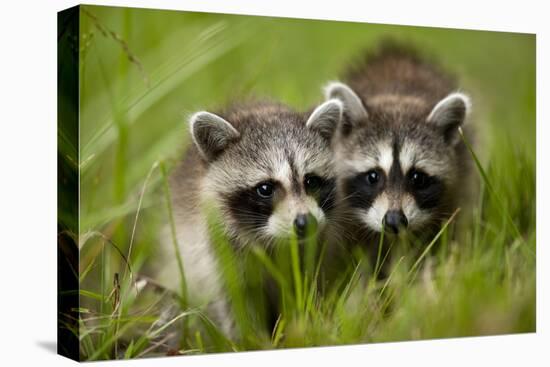 Raccoons at Assateague Island National Seashore in Maryland-Paul Souders-Premier Image Canvas