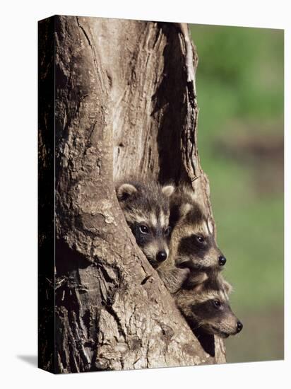 Raccoons (Racoons) (Procyon Lotor), 41 Day Old Young in Captivity, Sandstone, Minnesota, USA-James Hager-Premier Image Canvas