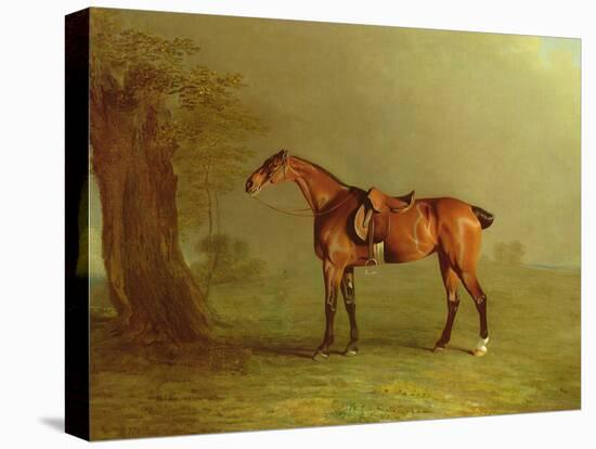 Racehorse (Oil on Board)-Benjamin Marshall-Premier Image Canvas