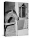 Racehorse Seabiscuit-null-Premier Image Canvas