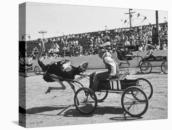 Racers During the Ostrich Racing, Grange County Fair-Loomis Dean-Premier Image Canvas