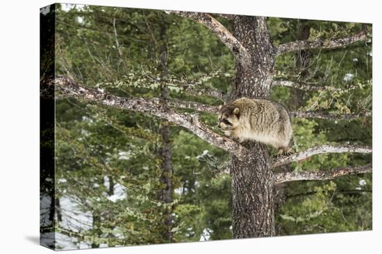 Racoon (Raccoon) (Procyon Lotor), Montana, United States of America, North America-Janette Hil-Premier Image Canvas