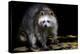 Racoon-Reiner Bernhardt-Premier Image Canvas