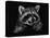 Racoon-Geraldine Aikman-Premier Image Canvas