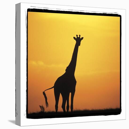 Radiant Africa 1-Susann Parker-Premier Image Canvas