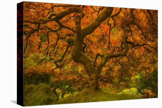 Radiant Maple II-Don Schwartz-Premier Image Canvas