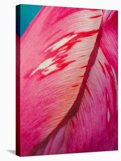 Radiant Pink Tulip I-Ella Lancaster-Stretched Canvas