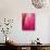 Radiant Pink Tulip II-Ella Lancaster-Stretched Canvas displayed on a wall