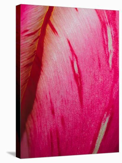 Radiant Pink Tulip II-Ella Lancaster-Stretched Canvas
