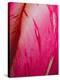 Radiant Pink Tulip II-Ella Lancaster-Stretched Canvas