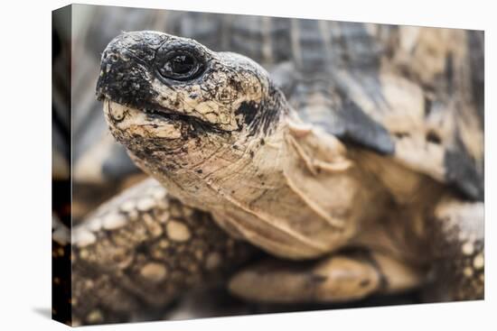 Radiated Tortoise (Astrochelys Radiata), Madagascar Central Highlands, Madagascar, Africa-Matthew Williams-Ellis-Premier Image Canvas