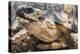 Radiated Tortoise (Astrochelys Radiata), Madagascar Central Highlands, Madagascar, Africa-Matthew Williams-Ellis-Premier Image Canvas