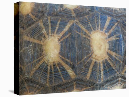 Radiated Tortoise Shell, Berenty Reserve, Madagascar-Edwin Giesbers-Premier Image Canvas