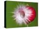 Radish Impact-Alan Sailer-Premier Image Canvas