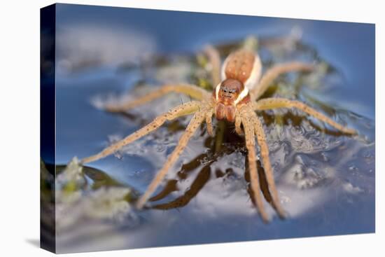 Raft Spider (Dolomedes Fimbriatus) on Water, Arne Rspb Reserve, Dorset, England, UK, July-Ross Hoddinott-Premier Image Canvas