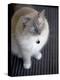 Ragdoll Cat-Savanah Stewart-Premier Image Canvas