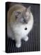 Ragdoll Cat-Savanah Stewart-Premier Image Canvas