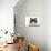 Ragdoll Cat-Fabio Petroni-Premier Image Canvas displayed on a wall
