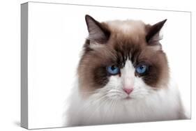 Ragdoll Cat-Fabio Petroni-Premier Image Canvas