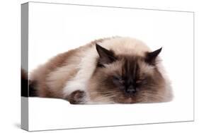 Ragdoll Cat-Fabio Petroni-Premier Image Canvas