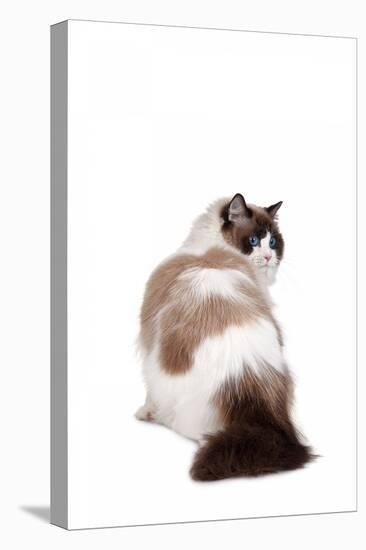 Ragdoll Cat-Fabio Petroni-Premier Image Canvas