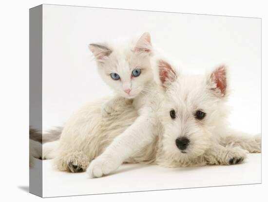 Ragdoll Kitten with West Highland White Terrier Puppy-Jane Burton-Premier Image Canvas