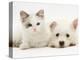 Ragdoll Kitten with West Highland White Terrier Puppy-Jane Burton-Premier Image Canvas