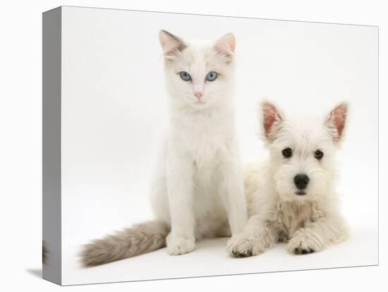 Ragdoll Kitten with West Highland White Terrier Puppy-Jane Burton-Premier Image Canvas