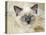 Ragdoll Kitten-Savanah Stewart-Premier Image Canvas