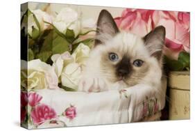 Ragdoll Seal Kitten-null-Premier Image Canvas