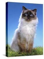Ragdoll Seal Point-null-Premier Image Canvas