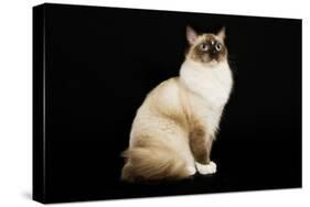Ragdoll-null-Premier Image Canvas