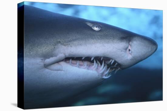 Ragged Tooth Shark-DLILLC-Premier Image Canvas