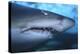 Ragged Tooth Shark-DLILLC-Premier Image Canvas