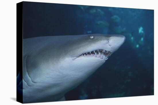 Ragged Tooth Shark-DLILLC-Premier Image Canvas