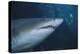 Ragged Tooth Shark-DLILLC-Premier Image Canvas