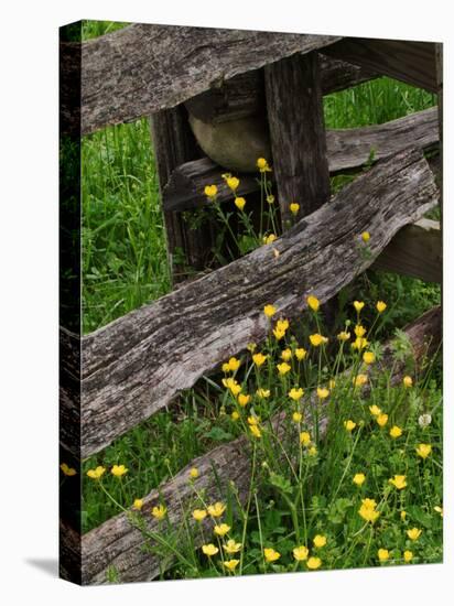 Rail Fence and Buttercups, Pioneer Homestead, Great Smoky Mountains National Park, N. Carolina, USA-Adam Jones-Premier Image Canvas