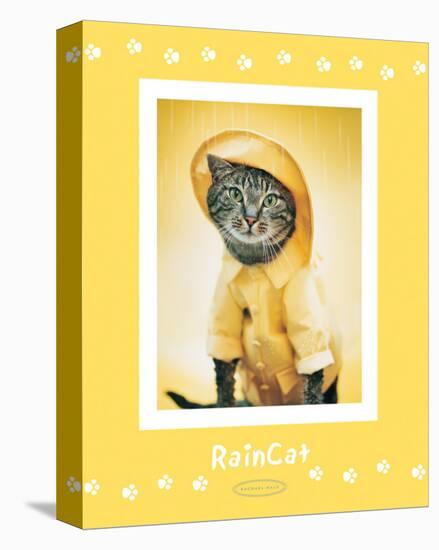 Rain Cat-Rachael Hale-Stretched Canvas