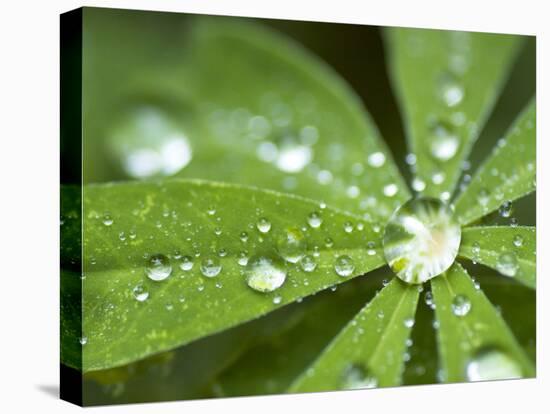 Rain Collected on Arctic Lupine, Cathedral Lake Provincial Park, British Columbia, Canada-Paul Colangelo-Premier Image Canvas