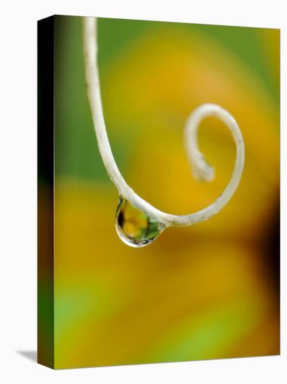 Rain Drop with Flower Reflected-Nancy Rotenberg-Premier Image Canvas