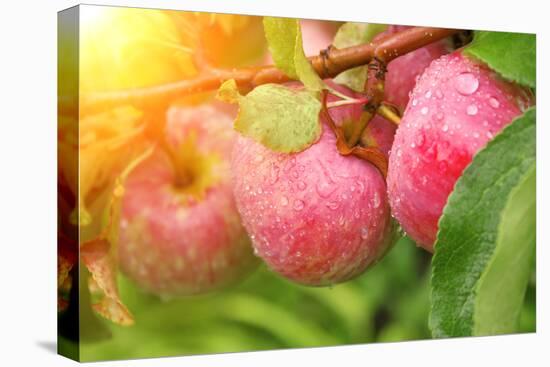 Rain Drops on Ripe Apples-frenta-Premier Image Canvas