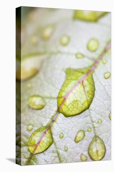 Rain Drops on Rose Leaf-null-Premier Image Canvas