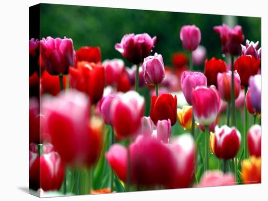 Rain Drops Twinkle on Blooming Tulips on a Field near Freiburg, Germany-Winfried Rothermel-Premier Image Canvas