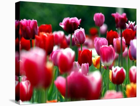 Rain Drops Twinkle on Blooming Tulips on a Field near Freiburg, Germany-Winfried Rothermel-Premier Image Canvas