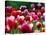 Rain Drops Twinkle on Blooming Tulips on a Field near Freiburg, Germany-Winfried Rothermel-Premier Image Canvas