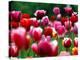 Rain Drops Twinkle on Blooming Tulips on a Field near Freiburg, Germany-Winfried Rothermel-Premier Image Canvas