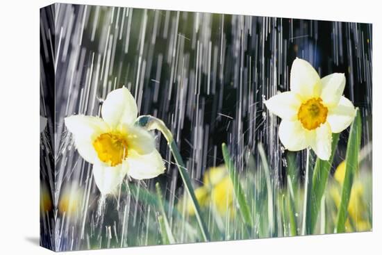 Rain falling on Daffodils-Roy Morsch-Premier Image Canvas